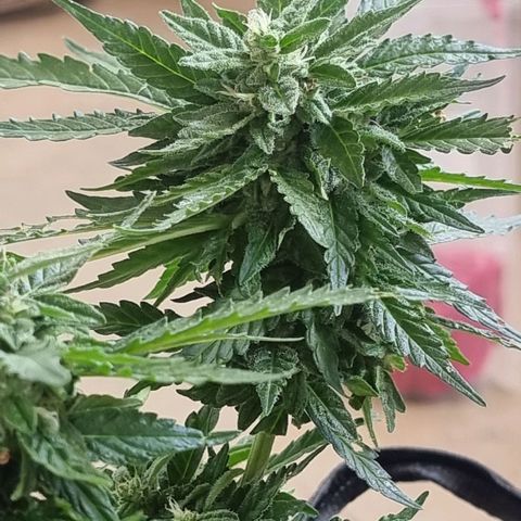 White Widow CBD (Outdoors) growlog timeline photo