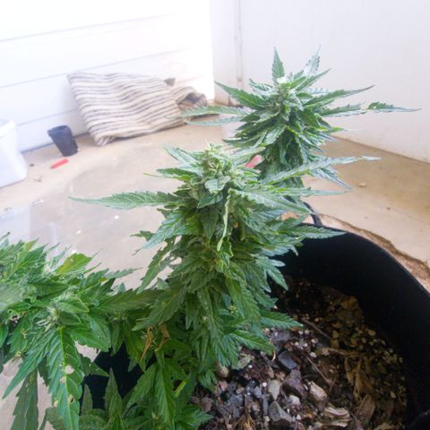White Widow CBD (Outdoors) growlog timeline photo