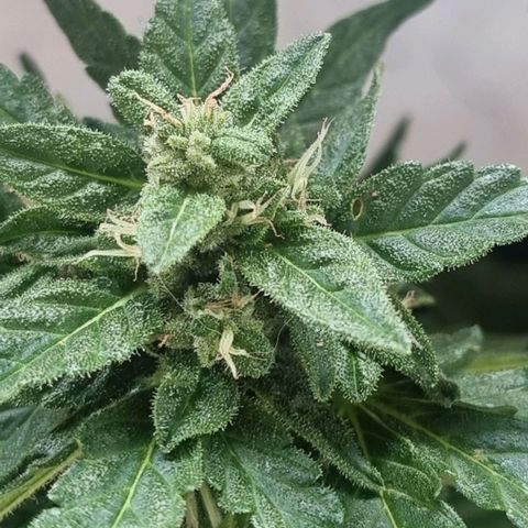 White Widow CBD (Outdoors) growlog timeline photo