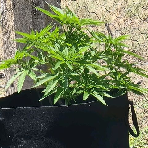 White Widow CBD (Outdoors) growlog timeline photo