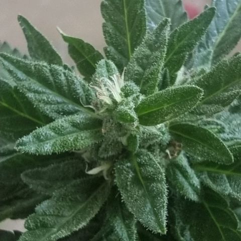 White Widow CBD (Outdoors) growlog timeline photo