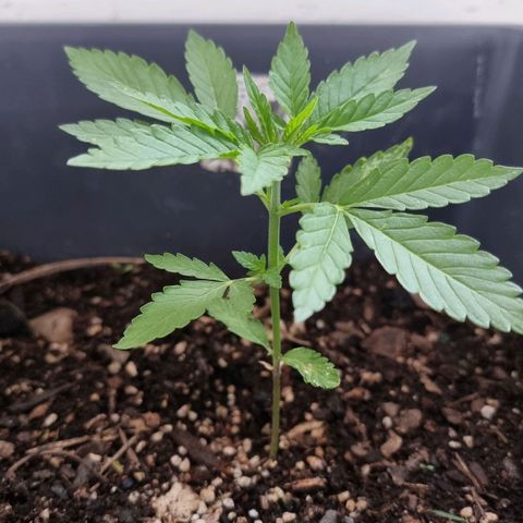 White Widow CBD (Outdoors) growlog timeline photo