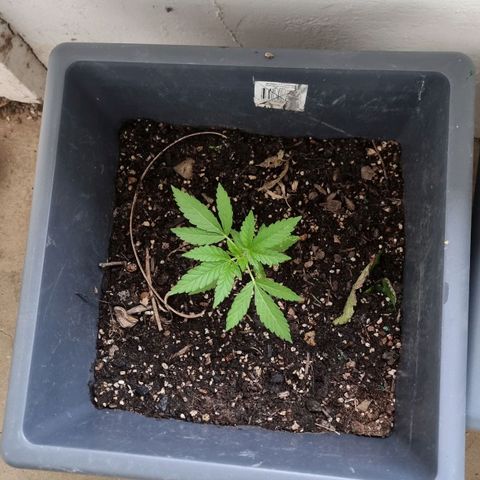 White Widow CBD (Outdoors) growlog timeline photo