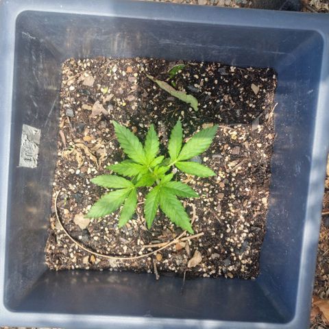 White Widow CBD (Outdoors) growlog timeline photo