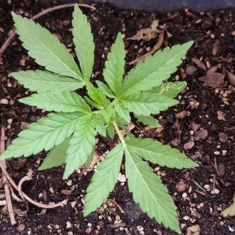White Widow CBD (Outdoors) growlog timeline photo