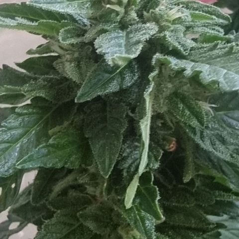 White Widow CBD (Outdoors) growlog timeline photo