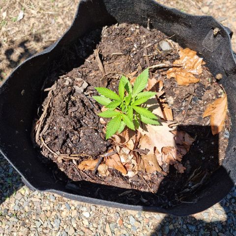 White Widow CBD (Outdoors) growlog timeline photo