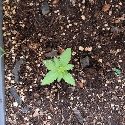 White Widow CBD (Outdoors) growlog timeline photo