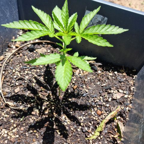 White Widow CBD (Outdoors) growlog timeline photo