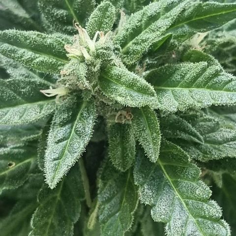 White Widow CBD (Outdoors) growlog timeline photo