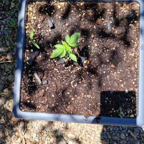 White Widow CBD (Outdoors) growlog timeline photo