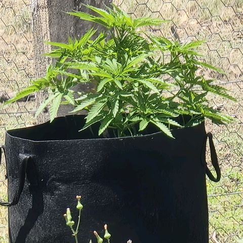 White Widow CBD (Outdoors) growlog timeline photo