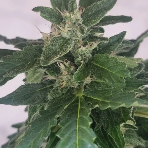 White Widow CBD (Outdoors) growlog timeline photo