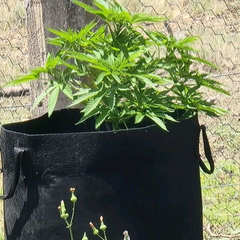 White Widow CBD (Outdoors) growlog timeline photo