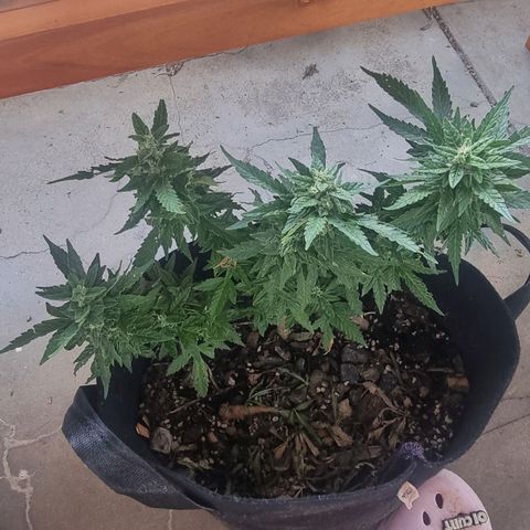 White Widow CBD (Outdoors) growlog timeline photo