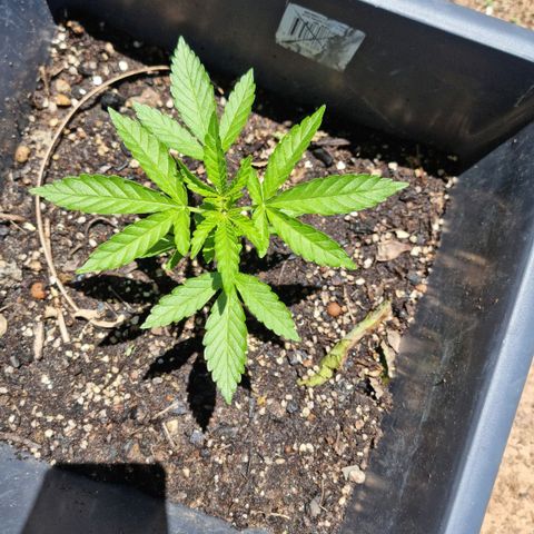 White Widow CBD (Outdoors) growlog timeline photo