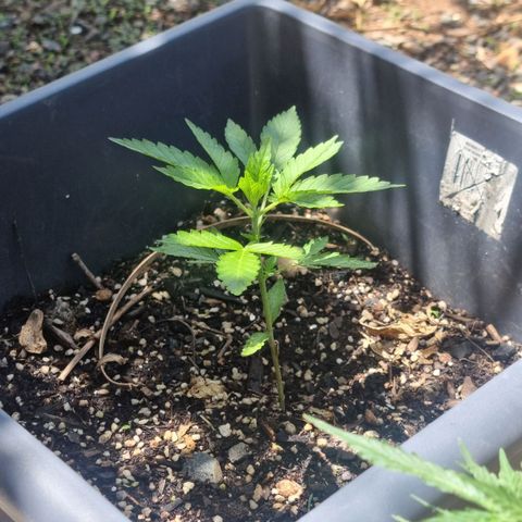 White Widow CBD (Outdoors) growlog timeline photo
