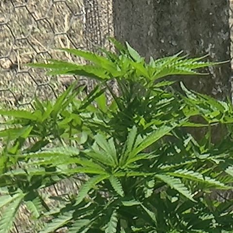 White Widow CBD (Outdoors) growlog timeline photo