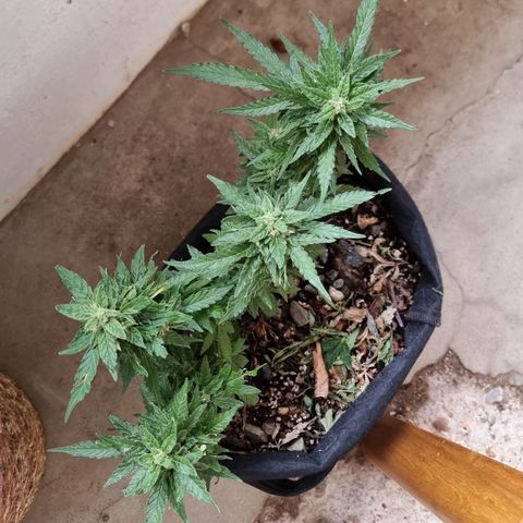 White Widow CBD (Outdoors) growlog timeline photo