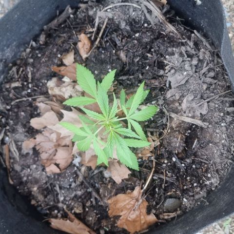 White Widow CBD (Outdoors) growlog timeline photo