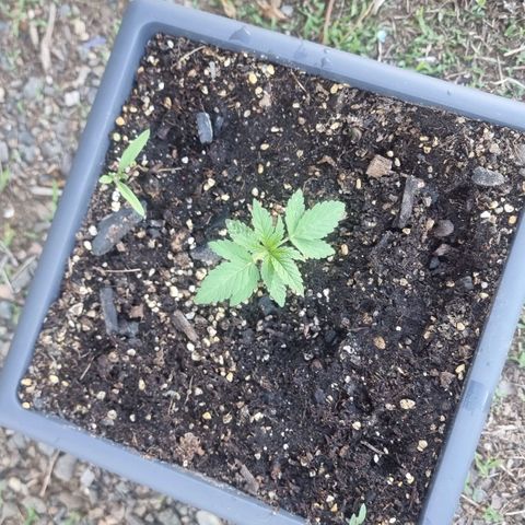 White Widow CBD (Outdoors) growlog timeline photo