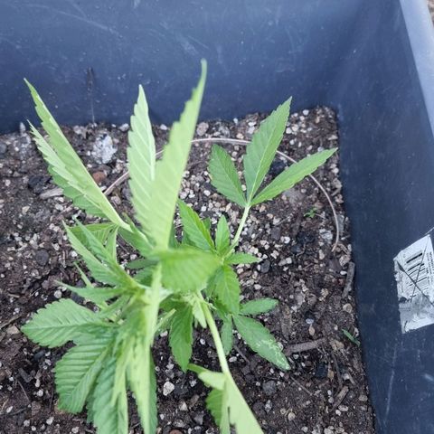 White Widow CBD (Outdoors) growlog timeline photo