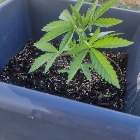 White Widow CBD (Outdoors) growlog timeline photo