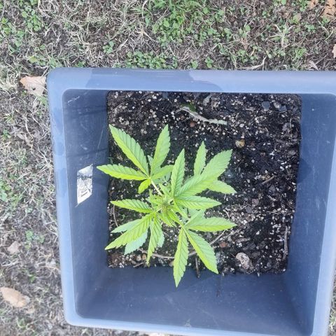 White Widow CBD (Outdoors) growlog timeline photo