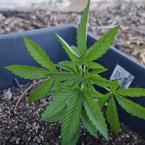White Widow CBD (Outdoors) growlog timeline photo
