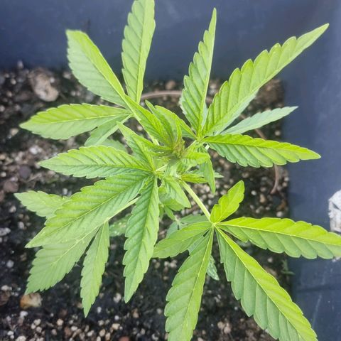 White Widow CBD (Outdoors) growlog timeline photo