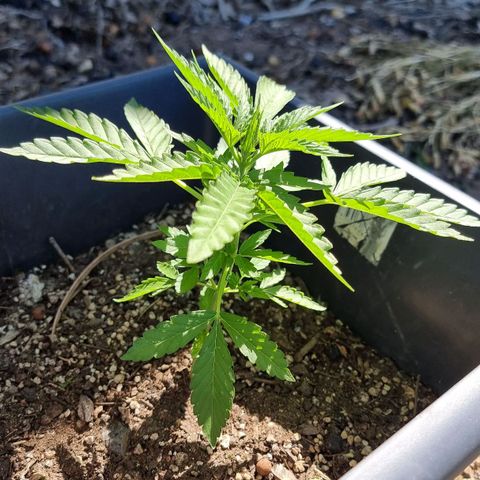 White Widow CBD (Outdoors) growlog timeline photo