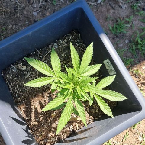 White Widow CBD (Outdoors) growlog timeline photo