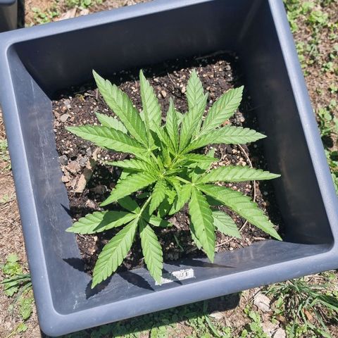 White Widow CBD (Outdoors) growlog timeline photo