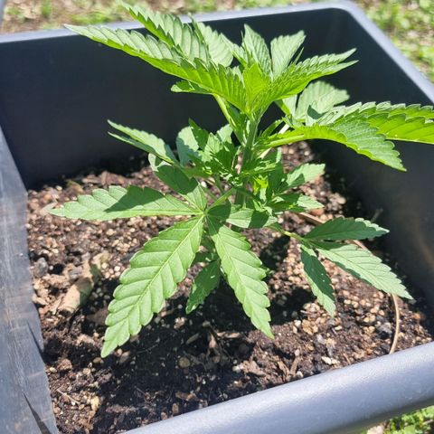 White Widow CBD (Outdoors) growlog timeline photo