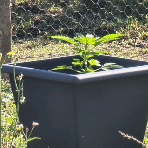 White Widow CBD (Outdoors) growlog timeline photo