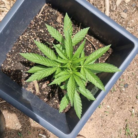 White Widow CBD (Outdoors) growlog timeline photo