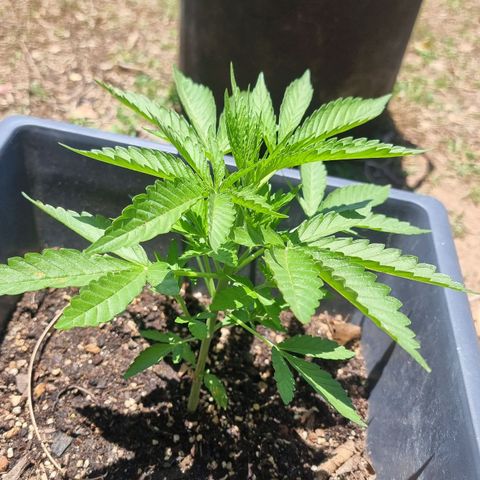 White Widow CBD (Outdoors) growlog timeline photo