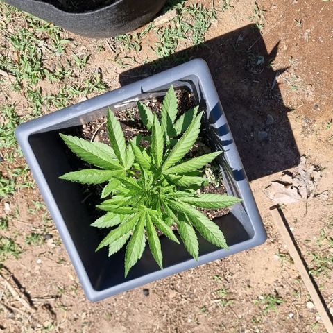 White Widow CBD (Outdoors) growlog timeline photo
