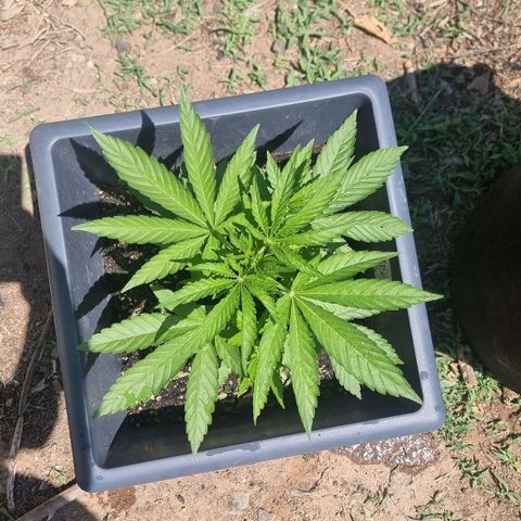 White Widow CBD (Outdoors) growlog timeline photo
