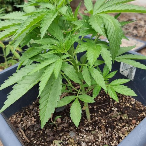 White Widow CBD (Outdoors) growlog timeline photo