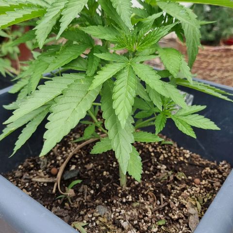 White Widow CBD (Outdoors) growlog timeline photo