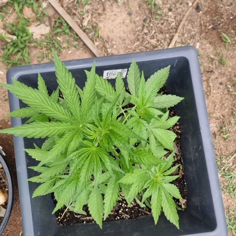 White Widow CBD (Outdoors) growlog timeline photo