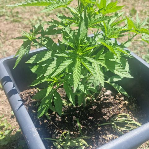White Widow CBD (Outdoors) growlog timeline photo
