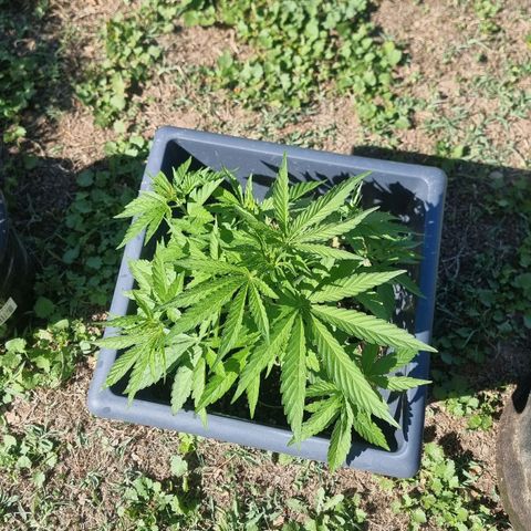 White Widow CBD (Outdoors) growlog timeline photo