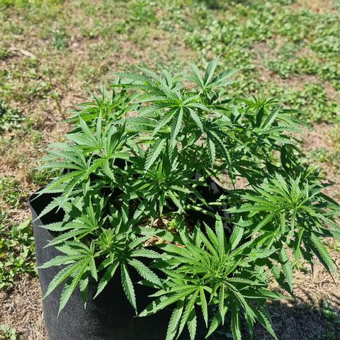 White Widow CBD (Outdoors) growlog timeline photo