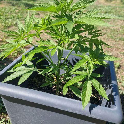 White Widow CBD (Outdoors) growlog timeline photo