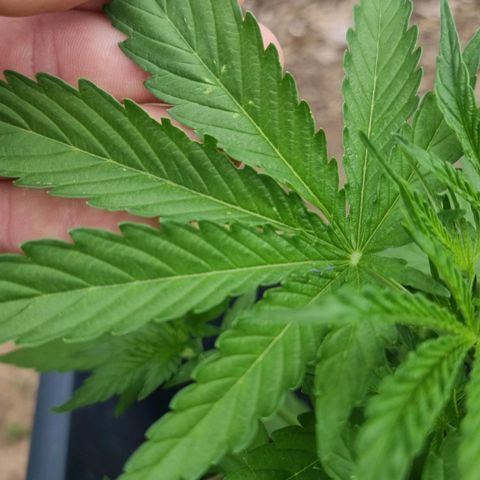 White Widow CBD (Outdoors) growlog timeline photo
