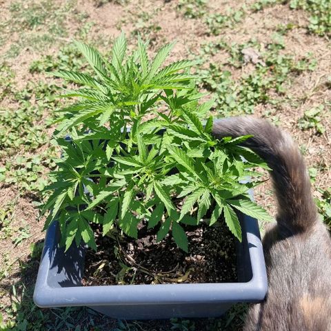 White Widow CBD (Outdoors) growlog timeline photo