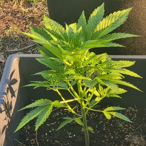 White Widow CBD (Outdoors) growlog timeline photo
