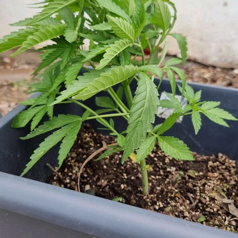 White Widow CBD (Outdoors) growlog timeline photo